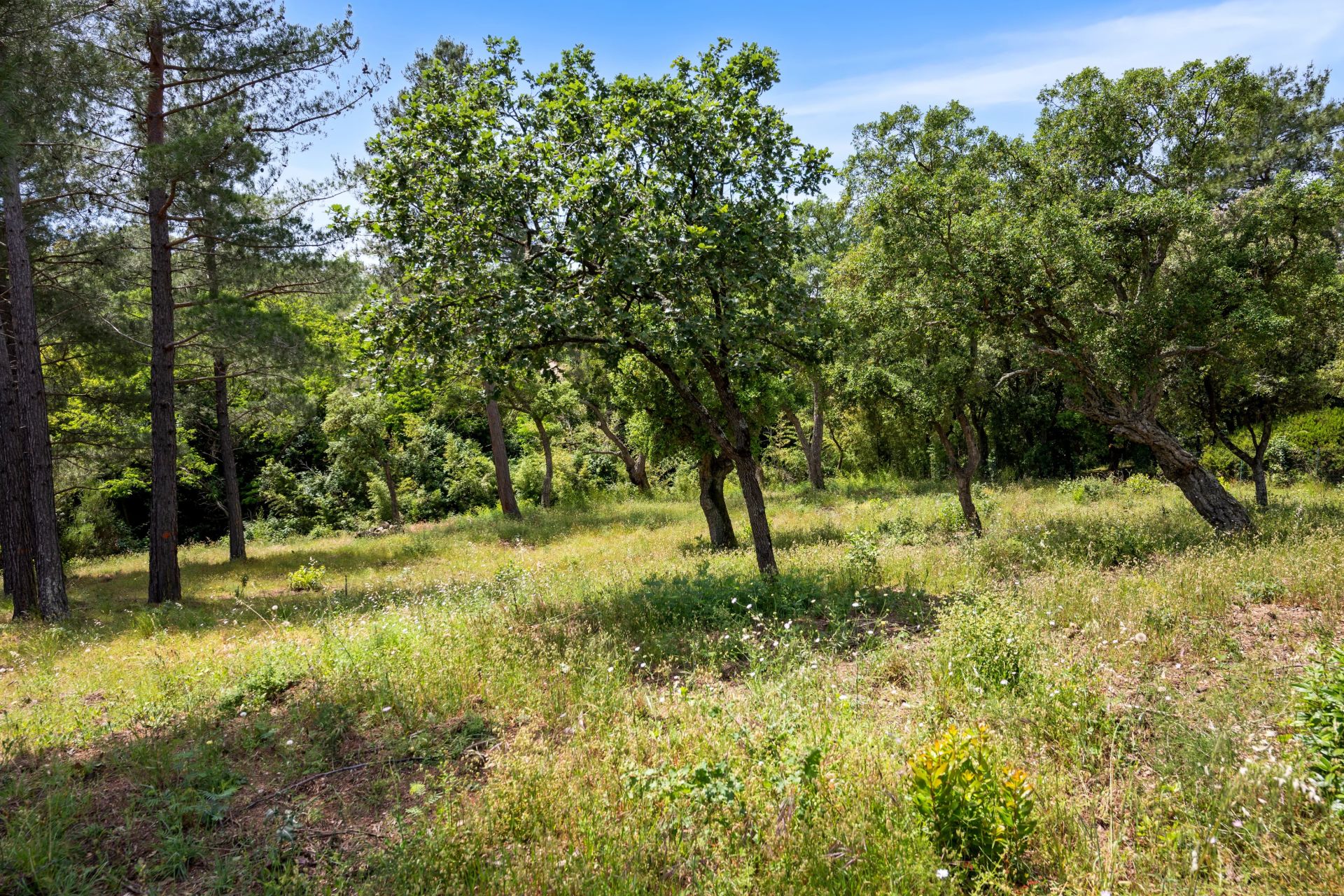 buildable land for sale on Grimaud (83310)