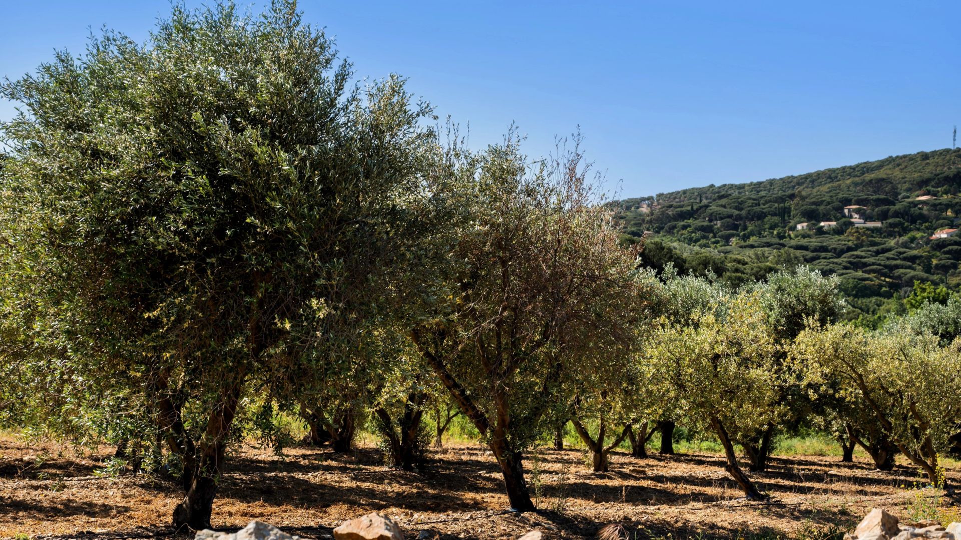 villa 16 Pièces en vente sur Sainte-Maxime (83120)